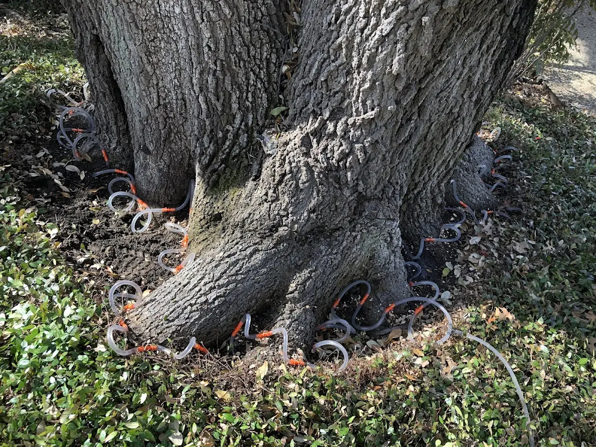 Detailed Tree Cabling and Bracing job site in Thomas