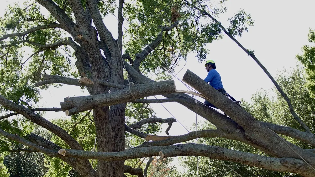 Professional Crown Thinning performed by certified arborists in Thomas